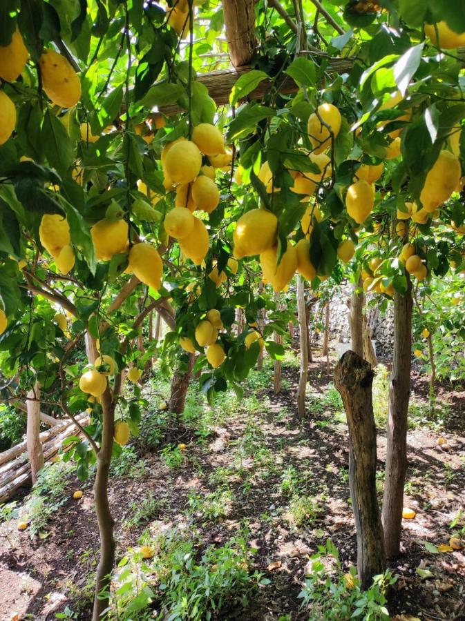 Eden Tra I Limoni Apartamento Minori Exterior foto